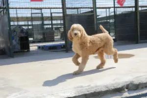 Edirne'de Kaçak Tesiste Kurtarılan 88 Köpek Sağlıklı Şekilde Sahiplendirildi