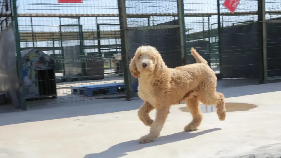 Edirne'de Kaçak Tesiste Kurtarılan 88 Köpek Sağlıklı Şekilde Sahiplendirildi